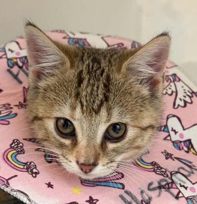 Asher - Domestic Short Hair