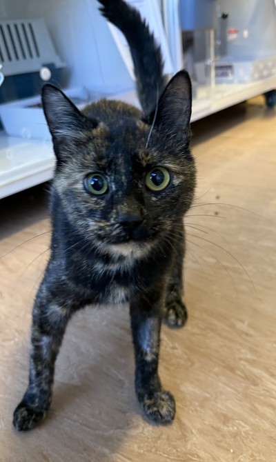 Turtle - Domestic Short Hair