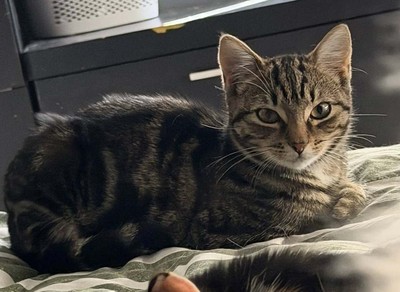 Possum - Domestic Short Hair