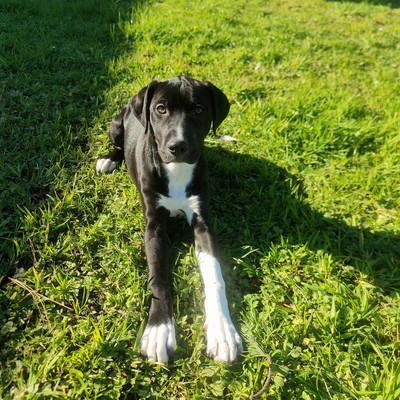 Pippin - Collie Smooth