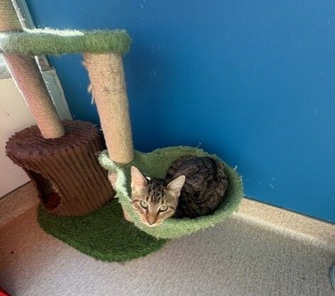Gallery image: Pearl