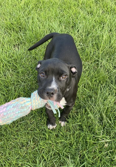 Bay - Staffordshire Bull Terrier