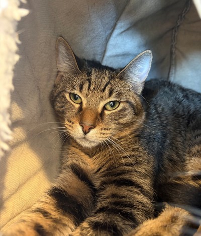 Cheeto - Domestic Short Hair