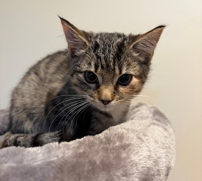 Whitney  - Domestic Short Hair