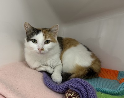 Alice - Domestic Medium Hair