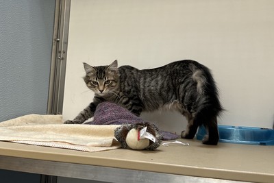 Chad - Domestic Medium Hair