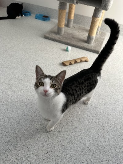 Bree - Domestic Short Hair