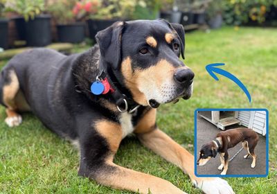 From rescued to rehomed: Koda’s story 