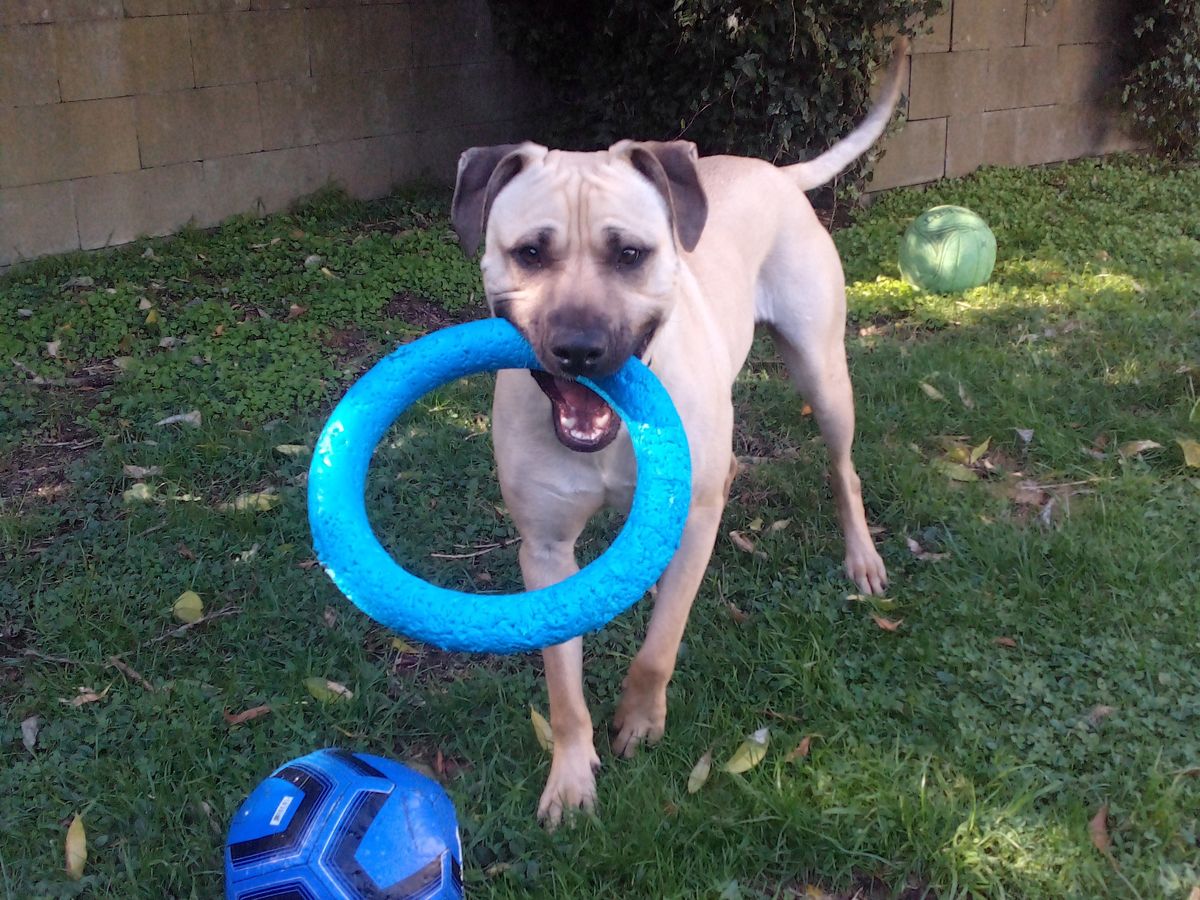Gallery image: Bronson