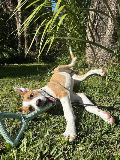Rhea - Whippet