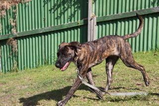 Gallery image: Holly