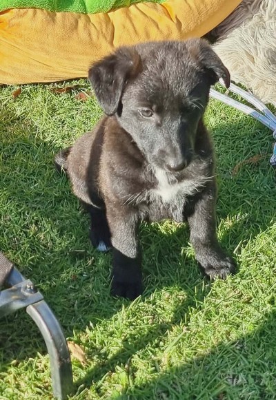 Gale - Sharpei