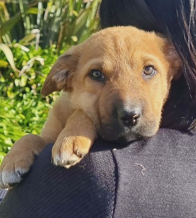 Forrest - Sharpei
