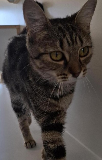 Ellie - Domestic Short Hair