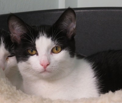 Toast - Domestic Short Hair