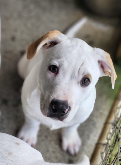 Dipstick - Large Cross Breed
