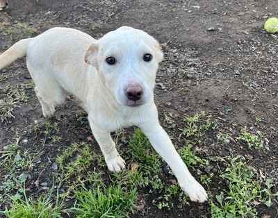 Breeze - Medium Cross Breed
