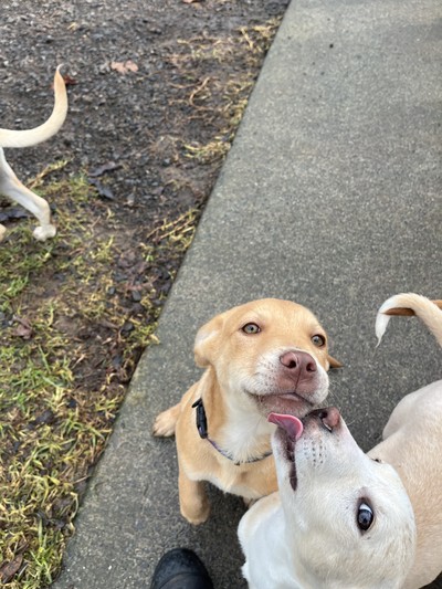 Sunny - Medium Cross Breed