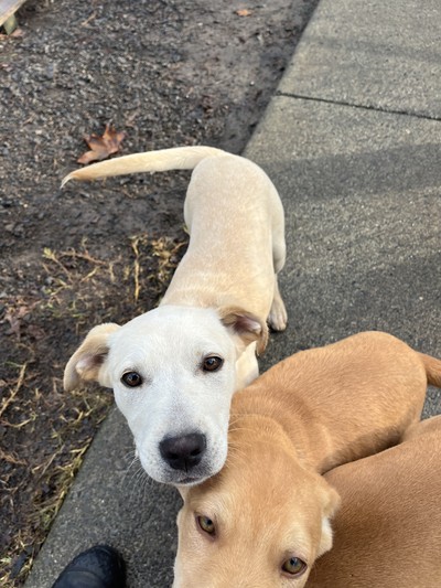 Misty - Medium Cross Breed
