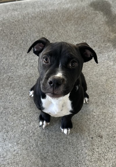 Bay - Staffordshire Bull Terrier