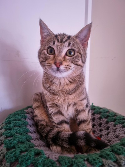 Barbie - Domestic Short Hair
