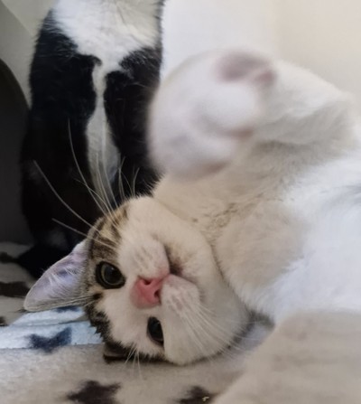 Ezra - Domestic Short Hair