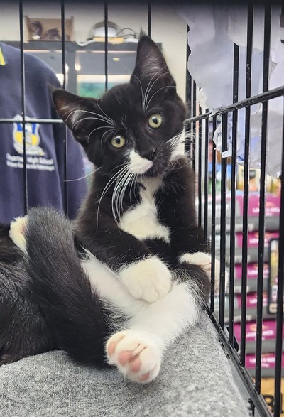 Elliot - Domestic Short Hair