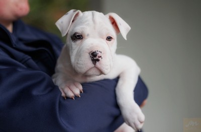 Guava - American Bulldog