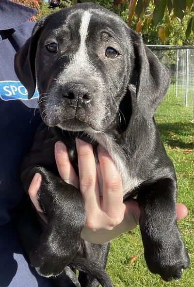 Saoirse - Medium Cross Breed