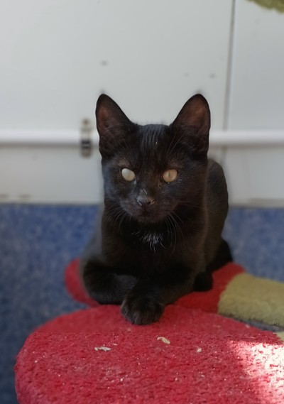 Tito  - Domestic Short Hair