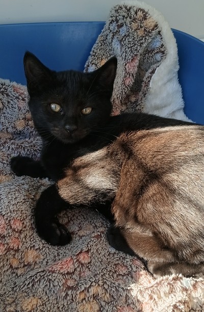 Jermaine  - Domestic Short Hair