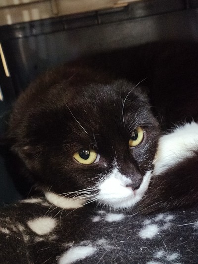 Solstice - Domestic Short Hair