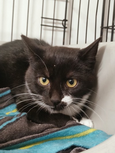 Kova - Domestic Short Hair