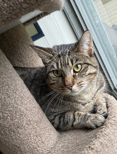 Louie - Domestic Short Hair