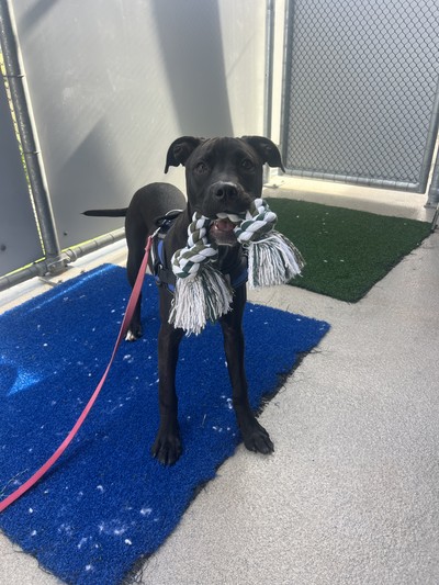 Vera - Staffy
