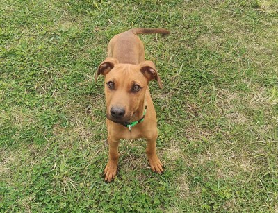Tigger  - Dobermann