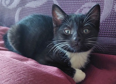 Socks - Domestic Short Hair
