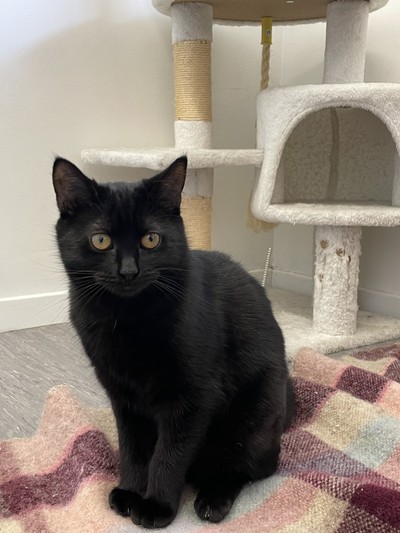 Cinder - Domestic Short Hair