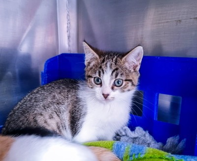 Dandy - Domestic Short Hair