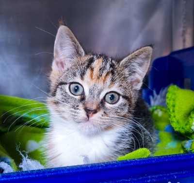 Daphine - Domestic Short Hair
