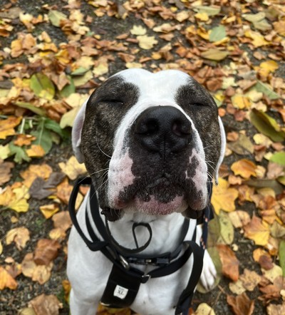 Lucas - Large Cross Breed