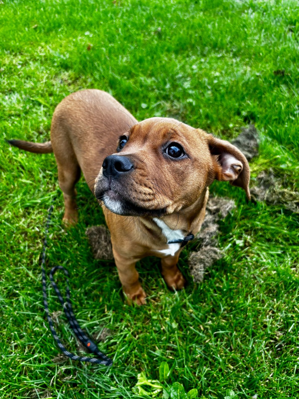 Gallery image: Daisy