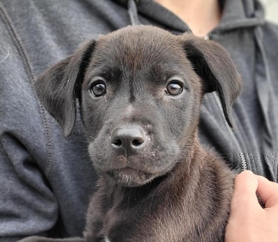 Twain - Medium Cross Breed