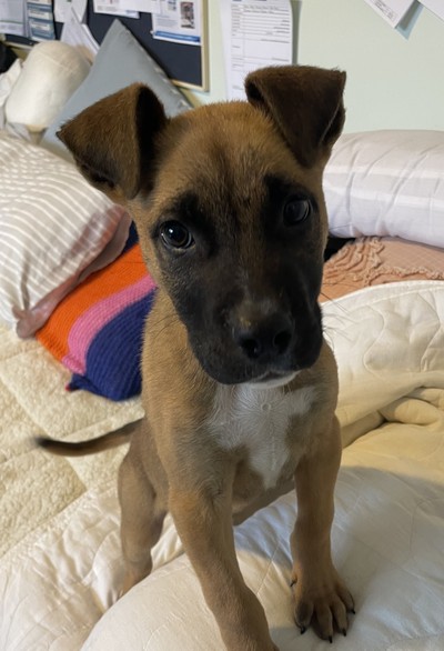 Billy - Medium Cross Breed