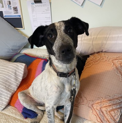 Tex - Medium Cross Breed