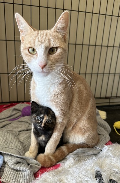 Pudding - Domestic Short Hair
