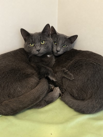 Ariel - Domestic Short Hair