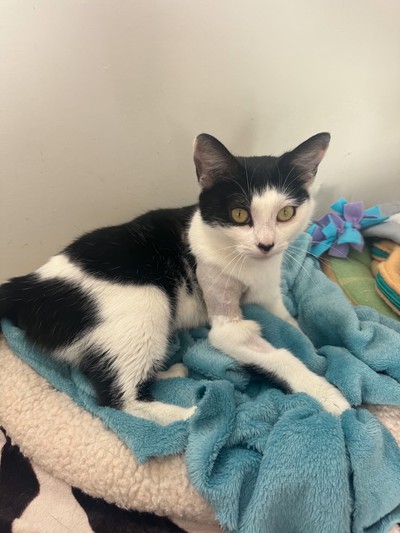 Gloria - Domestic Short Hair