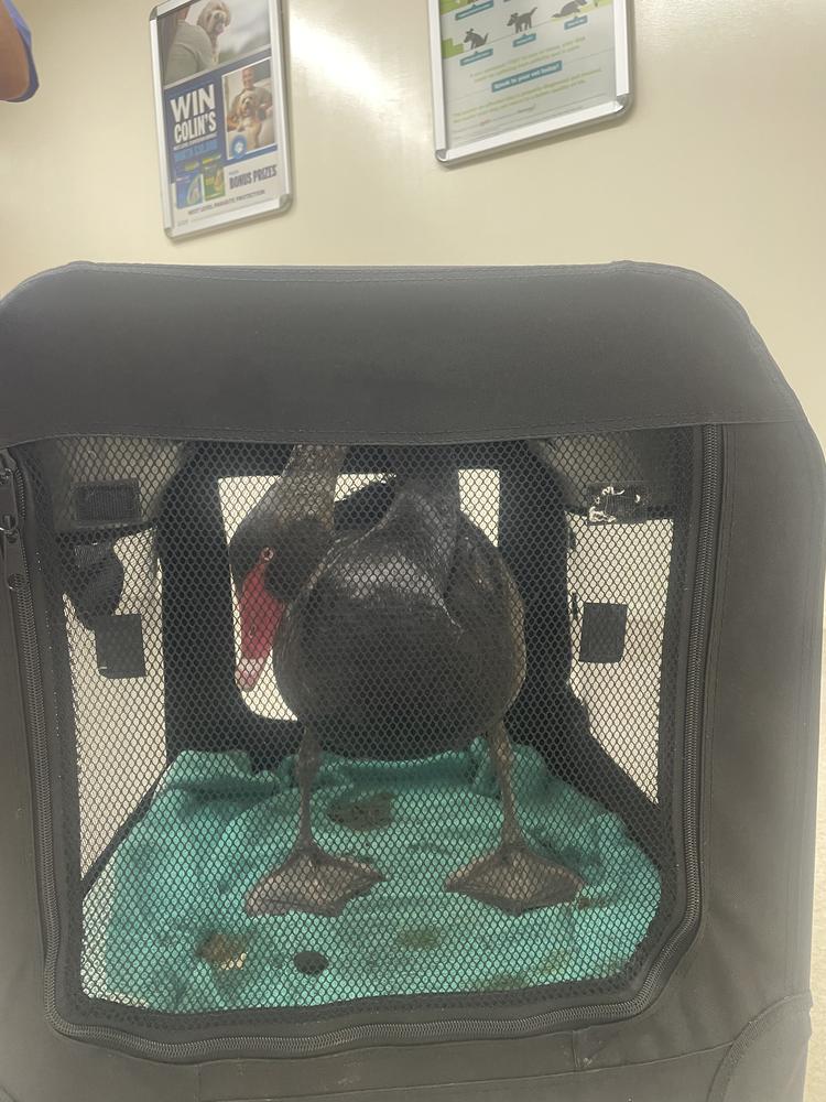 A black swan stands in a cat carrying cage.