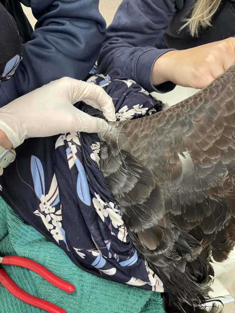 Gloved hands remove a fishing hook from a black swan's wing.